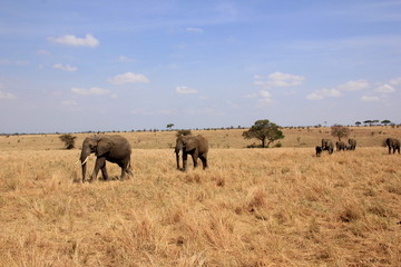Naklejka na ściany i meble African wildlife, Tanzania, Ngorongoro Conservation Area