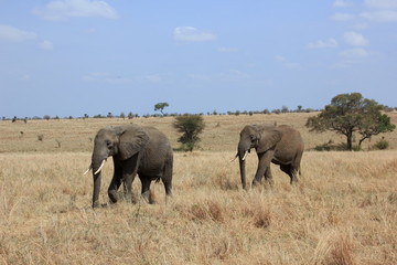 Fototapeta na wymiar African wildlife, Tanzania, Ngorongoro Conservation Area
