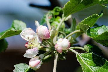 Apfel-Blütenknospen