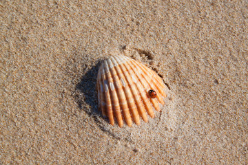 Concha en la playa