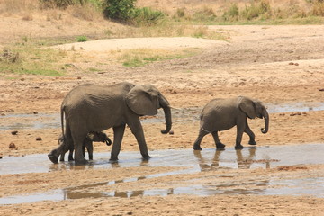 African wildlife, Tanzania, Ngorongoro Conservation Area