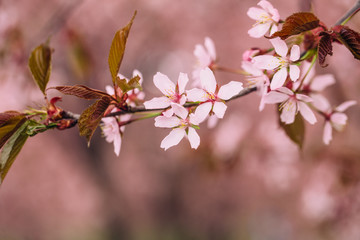 Beautiful flowers of cherry or sakura blossom on central park of New York. Spring time pink concept...