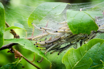 Raupen im Spinnennetz3