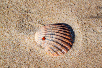 Concha en una playa