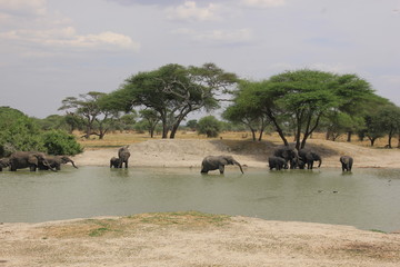 African wildlife, Tanzania, Ngorongoro Conservation Area