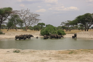 African wildlife, Tanzania, Ngorongoro Conservation Area
