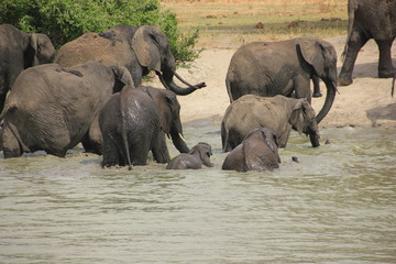 African wildlife, Tanzania, Ngorongoro Conservation Area