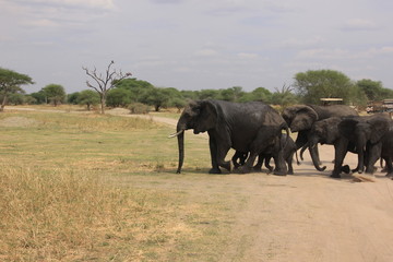 African wildlife, Tanzania, Ngorongoro Conservation Area