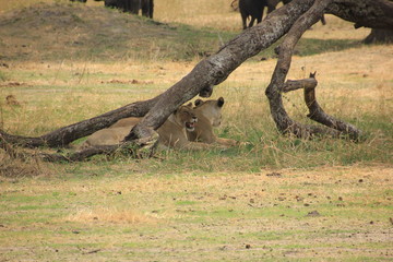 African wildlife, Tanzania, Ngorongoro Conservation Area