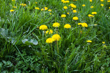 Yellow flowers on green grass