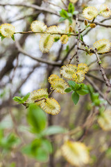 Blooming willow on bokeh background