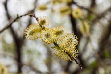 Pussy Willow