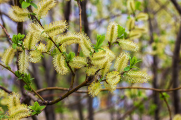 Risen blooming inflorescences willow in spring