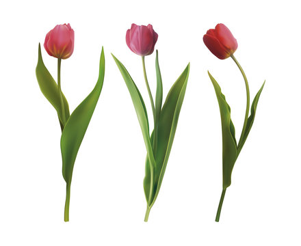 Set tulip flowers
