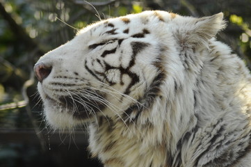 Face to face with white bengal tiger. Wild animal.