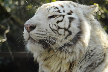white bengal tiger