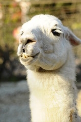 Funny llama. Smile animal. Beautiful creation.