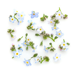 Floral composition  with Forget-me-nots on white background. Flat lay.