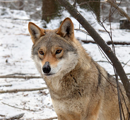 Obraz premium Portrait of a wolf in the winter