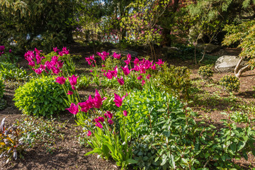 Tulips At Seward Park