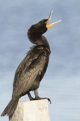 Double-crested Cormorant Yawning