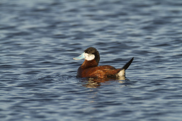 Ruddy Duck - Male