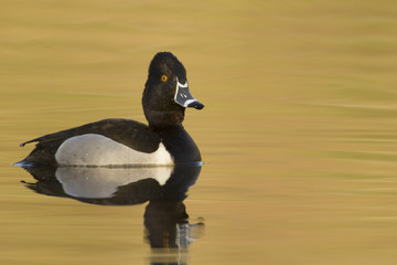 Ring-billed Duck