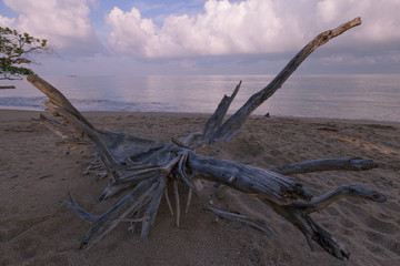 beautiful dead tree on the shores of Thailand
