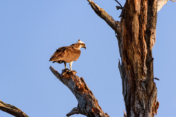 Osprey in tree with fish