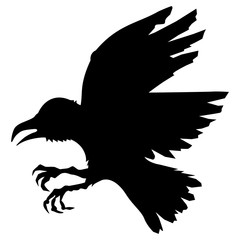 raven