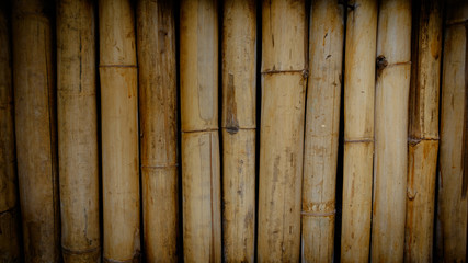 Bamboo texture