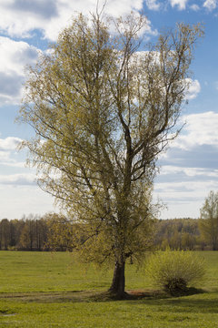 tree with spring foliage