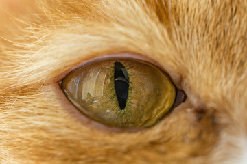 Beautiful cat's eyes macro 