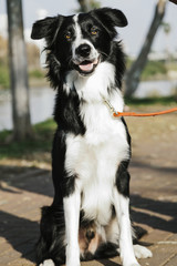 Border Collie Dog Sitting Outdoors