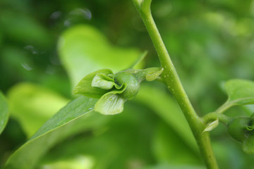 Giovani boccioli di Kaki o Cachi sull'albero. Diospyros kaki in primavera