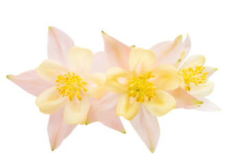 aquilegia flower isolated