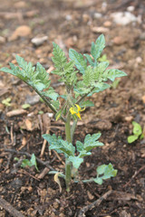 Pianta di pomodoro con fiore giallo nell'orto
