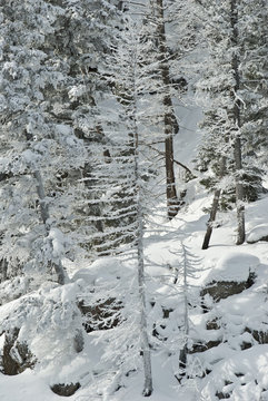 Winter, Snow, Yellowstone NP