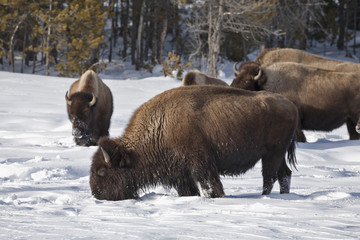 Bison, Winter Snow, Yellowstone NP