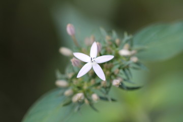 flower