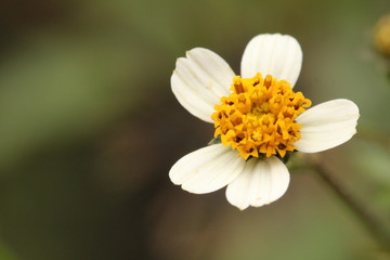 Obraz premium flower