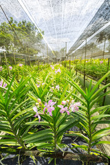 Orchid flowers in cultivate farm