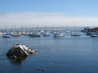 Obraz premium Yachts of Monterey