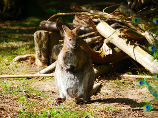 wallaby