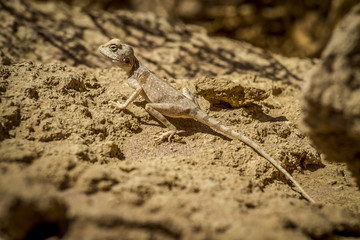 Desert Lizard