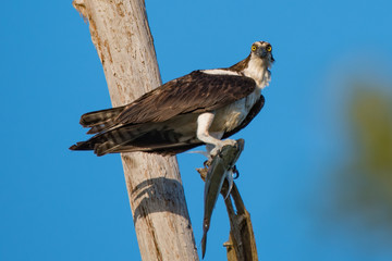 Osprey with fish