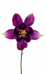 aquilegia flower isolated