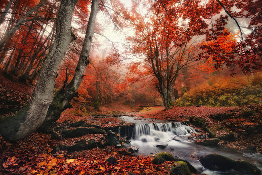 Autumn Forest Landscape With Beautiful Creek And Small Bridge.Enchanted Autumn Foggy Beech Forest With Red Falling Leaves On The Ground,Cold Stream With And Light Fog In The Air. Wall-Poster Idea