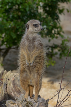 Erdm&auml;nnchen