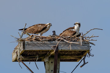 Osprey parents with chic in nest